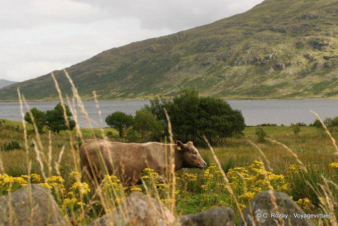 Cow in the countryside, Connemara - Ireland