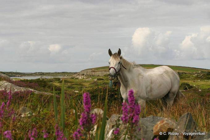 Flowers and white horse, Connemara Galway - Ireland