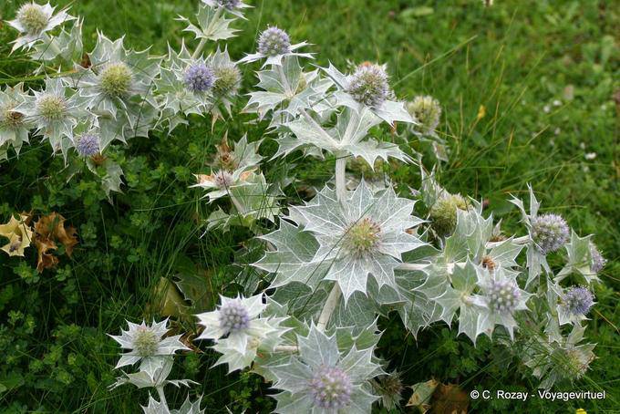 Thistle kind Ballyconneely Bay, Connemara Galway - Ireland