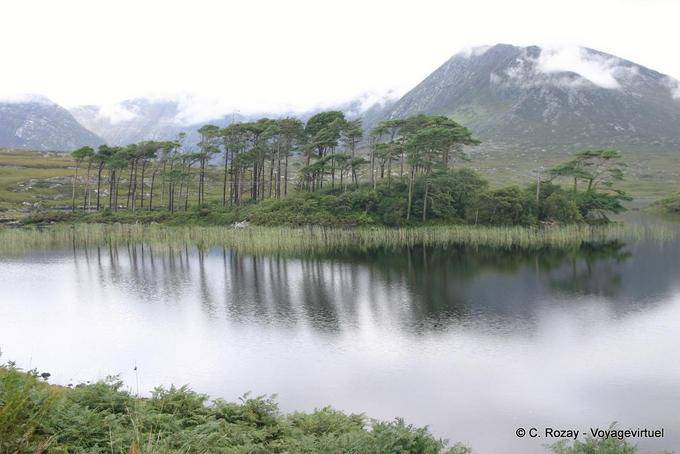 Reflections of pine trees in the lake, Connemara - Ireland
