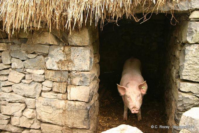 Big pig, pink pig in his sty, Bunratty Folk Park - Ireland