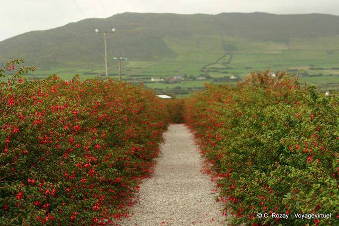Alley of fuchsias on the way to the Oratory, Dingle - Ireland