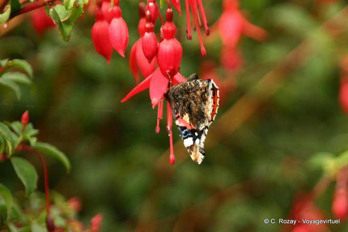 Butterfly on flower fuschia, Ballygall Dingle - Ireland