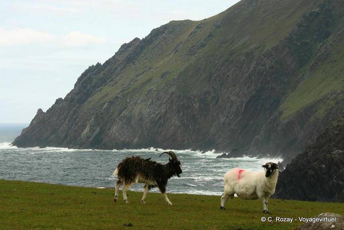 Goat and sheep on the cliff, Brandon Creek, Dingle - Ireland
