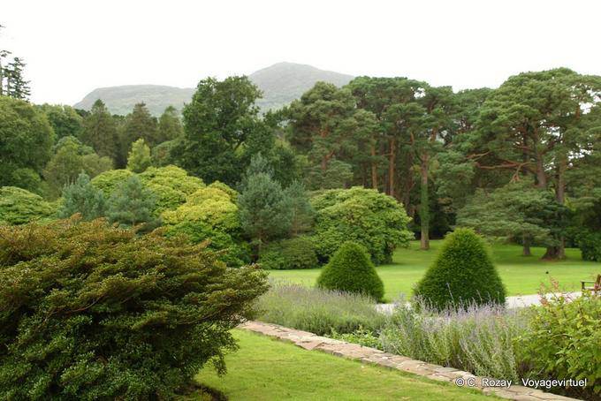 The trees in the arboretum, Muckross House, Killaney - Ireland