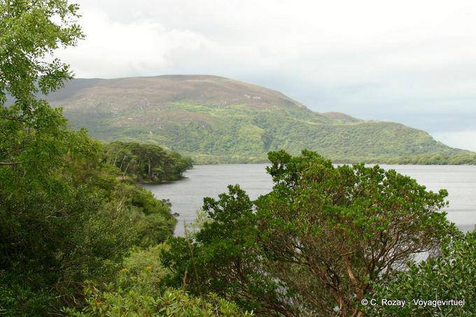 Vegetation on the shores of Lough Leane, Killarney National Park - Ireland