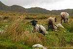 Black-headed sheep, Achill Island, Ireland.