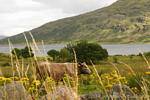 Cow in the countryside, Connemara, Ireland.