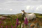 Flowers and white horse, Connemara Galway, Ireland.