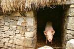 Big pig, pink pig in his sty, Bunratty Folk Park, Ireland.