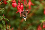 Butterfly on flower fuschia, Ballygall Dingle, Ireland.