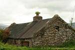 Culture in the chimney of an old house, Dingle, Ireland.