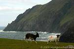 Goat and sheep on the cliff, Brandon Creek, Dingle, Ireland.