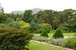The trees in the arboretum, Muckross House, Killaney, Ireland.