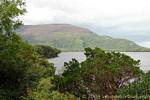 Vegetation on the shores of Lough Leane, Killarney National Park, Ireland.