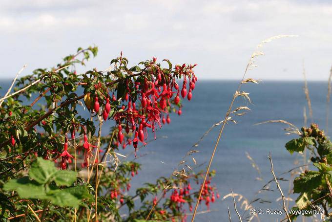 Fuchsia Magellanic front of the sea, White Park Bay - Nothern Ireland