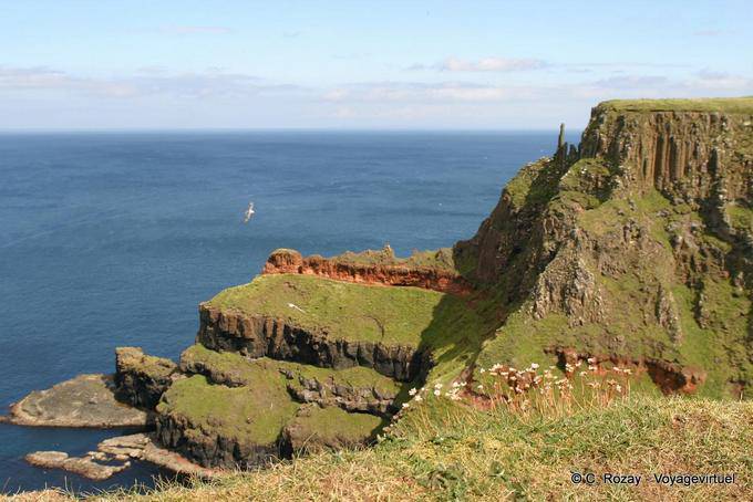 Flowers and sea bird, Giants Causeway - Nothern Ireland