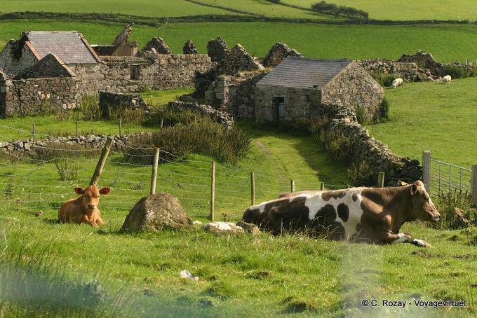 Cows in front of abandoned houses to Fair Head - Nothern Ireland