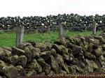 Stone Wall, typical of Ulster landscape, separating pastures, Antrim Coast, Nothern Ireland.