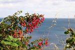 Fuchsia Magellanic front of the sea, White Park Bay, Nothern Ireland.
