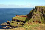 Flowers and sea bird, Giants Causeway, Nothern Ireland.