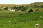 Sheep in the fields of advanced Fairhead, Nothern Ireland.