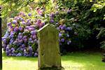 Stele in front of the hydrangeas St Augustines's church, Derry, Nothern Ireland.