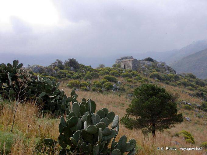 Cactus in the countryside, Cefalu - Italy