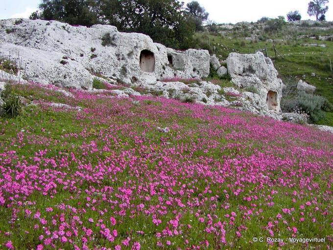 Flowery cave field Ispica - Italy