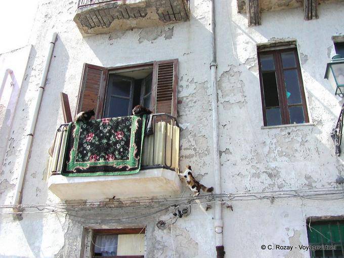 Cats on the balcony, Syracuse, Sicily - Italy