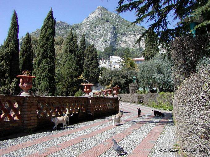 Cats and pigeons in the gardens, Taormina - Italy