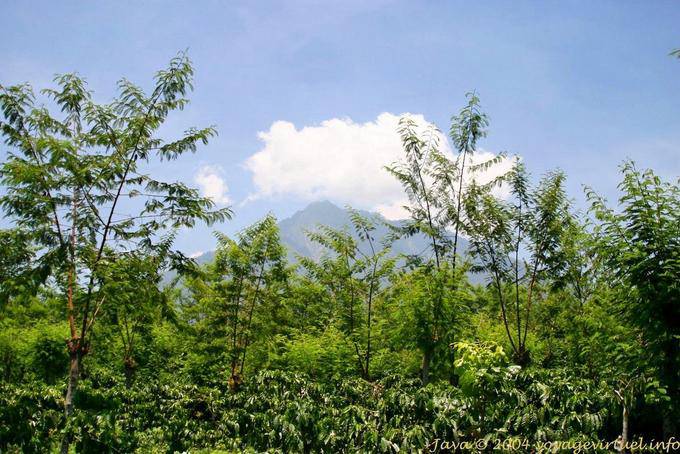 Vegetation and clouds on a volcano, Jambewangi, Java - Indonesia