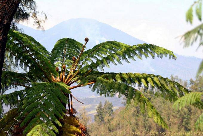 A tree fern mountainside, Java - Indonesia