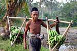The balance of the bearer of green bananas, Java, Indonesia.