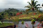 The beautiful scenery grown from the hotel Jambewangi, Java, Indonesia.