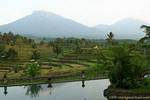 Rice fields landscape amid volcanoes, Java landscape, Indonesia.