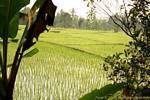 Rice field with young tender green shoots, Java, Indonesia.
