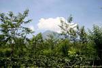 Vegetation and clouds on a volcano, Jambewangi, Java, Indonesia.