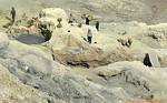 Kawa Ijen, porters and miners the crater, Java, Indonesia.