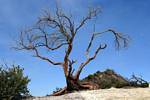 Dead tree on the heights of caldera Kawah Ijen, Java, Indonesia.