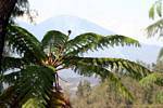 A tree fern mountainside, Java, Indonesia.