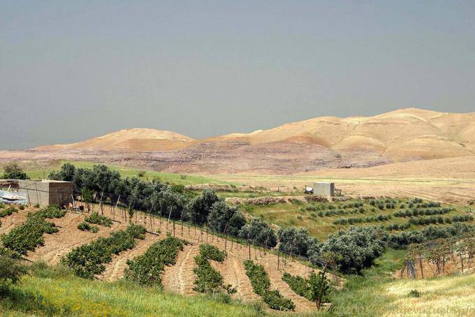 Cultures in the mineral desert, Jordan - Jordan