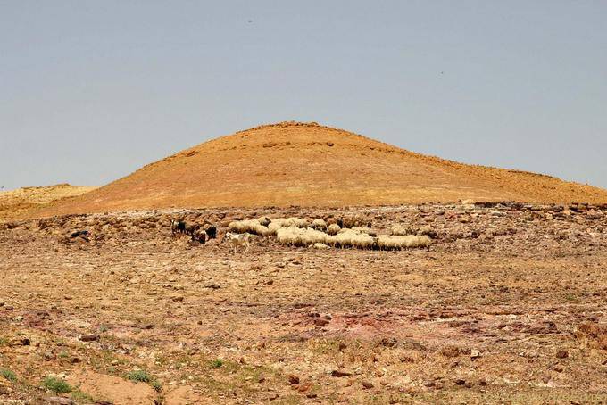 Hill sheep, Jordan - Jordan
