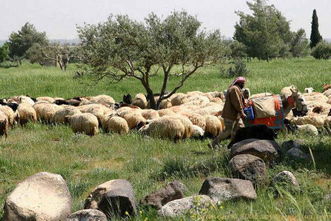 Shepherd his flock and his ass, Kings Road - Jordan