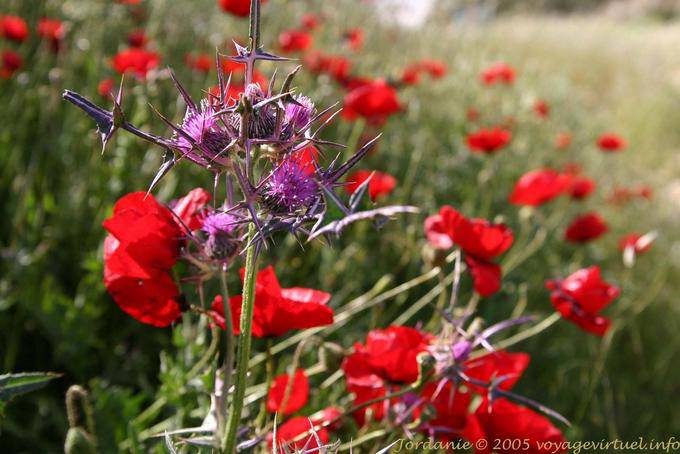 Thistle and poppies, Ma'in - Jordan