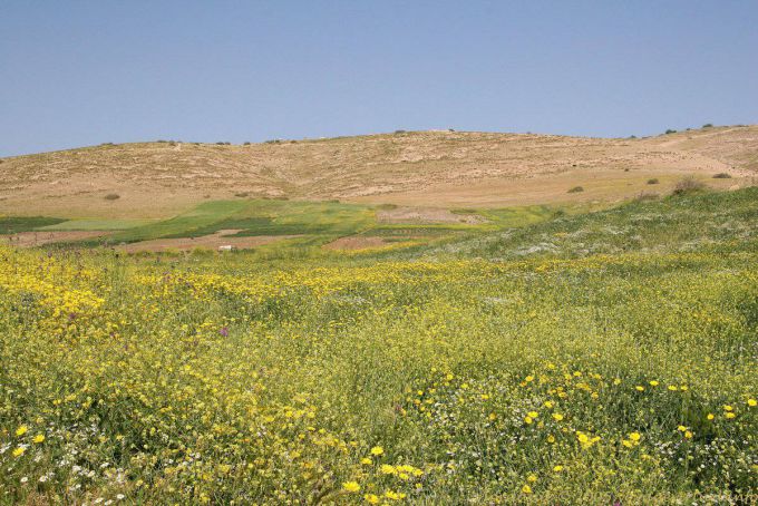 Nature flowers on a hill in Pella - Jordan