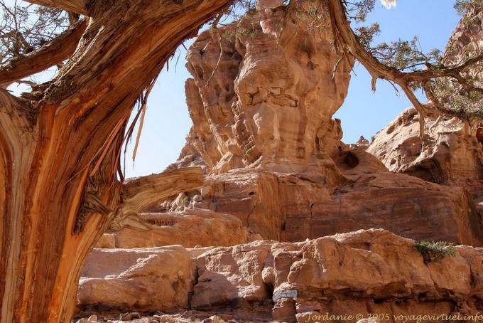 Tree skinned around the Deir, Petra - Jordan