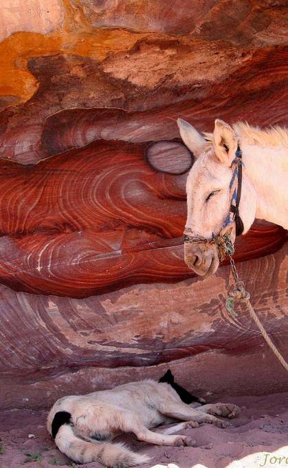 Nap in the shade of the dog and donkey under the cliff, Petra Khubta - Jordan