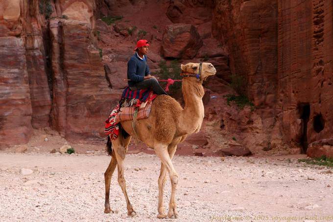 Camel mounted at the foot of the cliff, Petra Khubta - Jordan