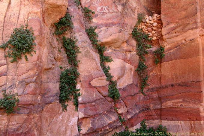 Vegetation clinging to the flaws of the cliff, Petra Khubta - Jordan